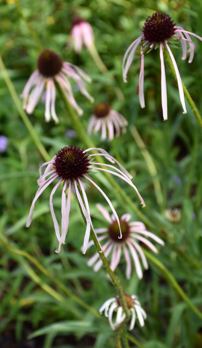 ECHIN PAL PALE PUR CONEFLOWER #1