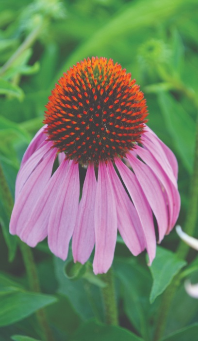 ECHIN PURPUREA 3.5"/18 TRAY