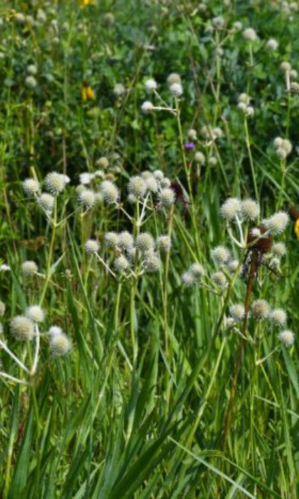 ERYNG YU RATTLESNAKEMAST3.5"/18T