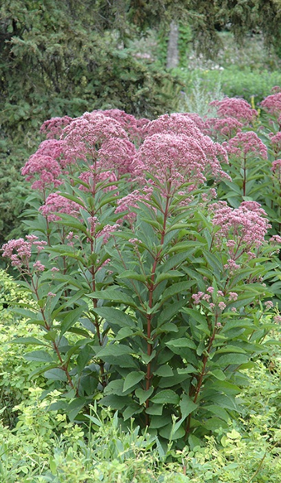 EUPAT MAC JOE PYE WEED #1