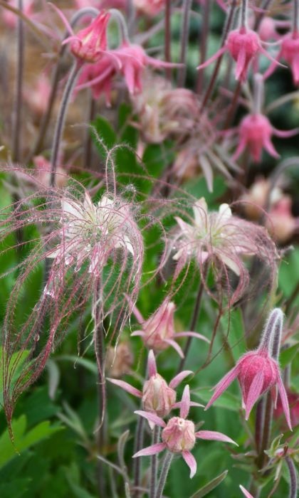 GEUM TRI PRAIRIE SMOKE 3.5"/18T