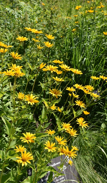 HELIO HEL COMOXEYESUNFLO3.5"/18T