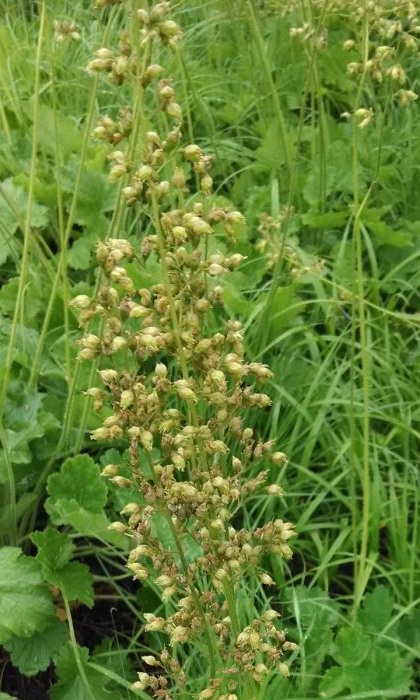 HEU RI PRA ALUMROOT 3.5"/18T