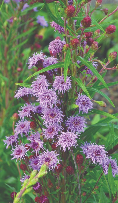 LIATR LIG MEADOW BLAZING STAR #1