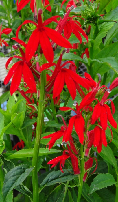 LOBEL CAR CARDINALFLOWER3.5"/18T