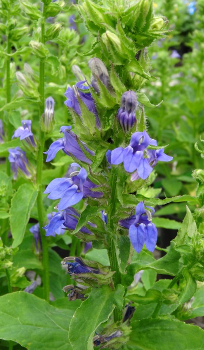 LOBEL SIP GREAT BLUE 3.5"/18T