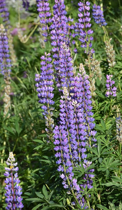 LUPIN PER LUPINE 3.5"/18T