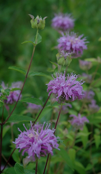 MONAR FIS BERGAMOT #1