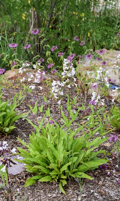 PENST DIG SMOOTH 3.5"/18T