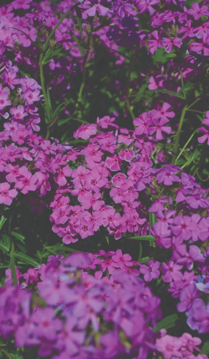 PHLOX PIL PRAIRIE PHLOX 3.5"/18T