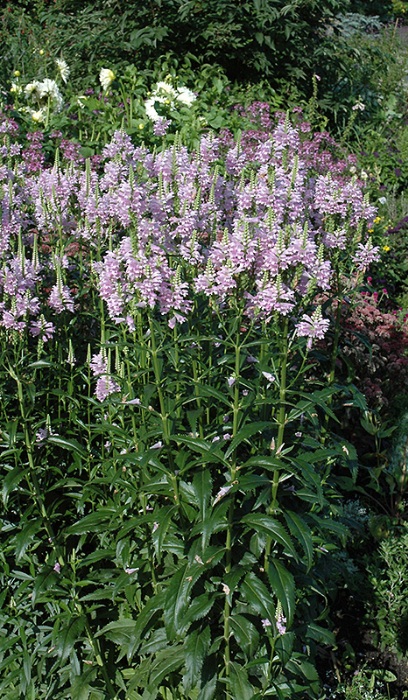 PHYSO VIR OBEDIENT PLANT3.5"/18T