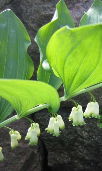 POLYG ODO SOLOMENS SEAL #1