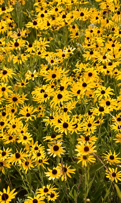 RUDBE HIR BLACK EYED SUSAN #1