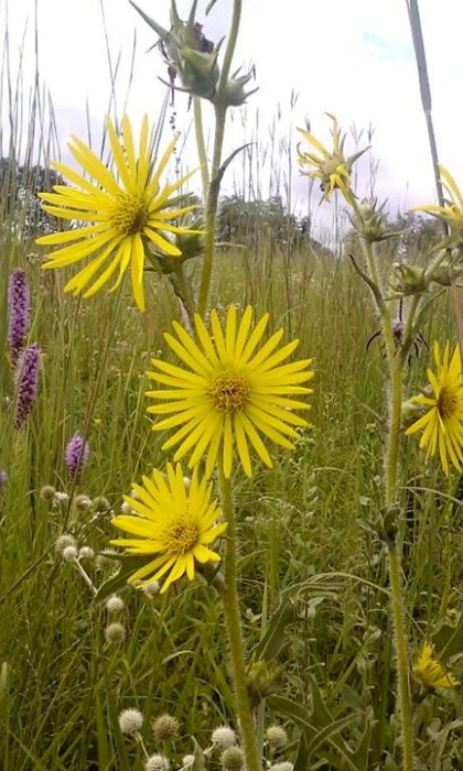 SILPHIUM LAC COMPASS 3.5"/18T
