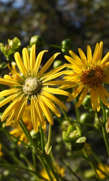 SILPH TER PRAIRIE DOCK 3.5"/18T