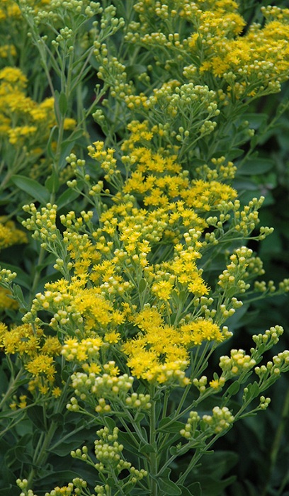 SOLID RIG STIFFGOLDENROD3.5"/18T