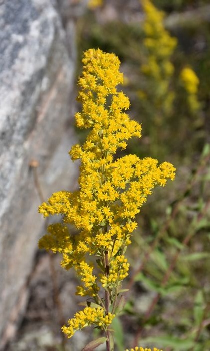 SOLID SPE SHOWYGOLDENROD3.5"/18T