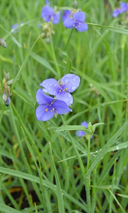 TRADE OHI OHIO SPIDER 3.5"/18T