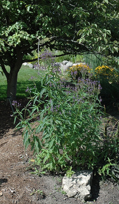 VERBE HAS BLUE VERVAIN 3.5"/18T