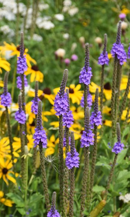 VERBE STR HOARY VERVAIN 3.5"/18T