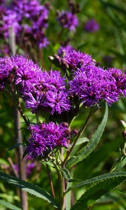 VERNONIA FAS IRONWEED 3.5"/18T