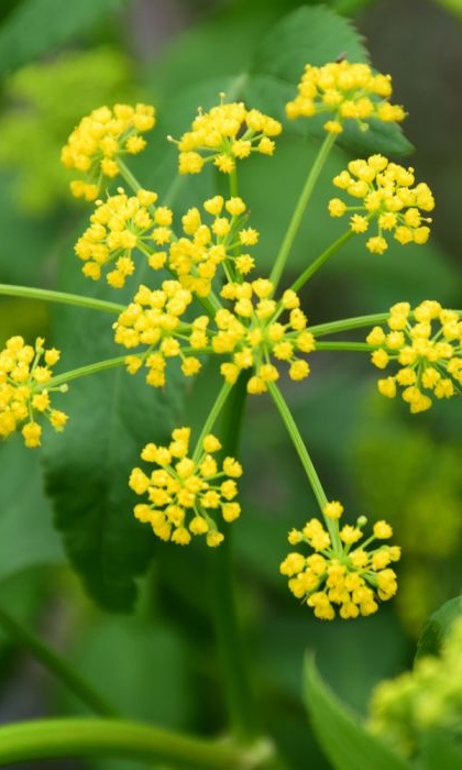 ZIZIA AUR GOLDEN ALEX 3.5"/18T