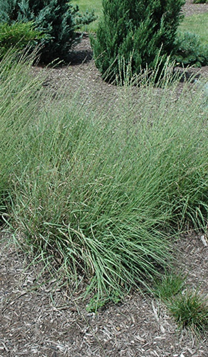 BOUTE CUR SIDEOATS GRAMA #1