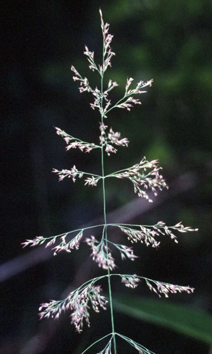 CALAM CAN BLUEJOINTGRASS3.5"/18T