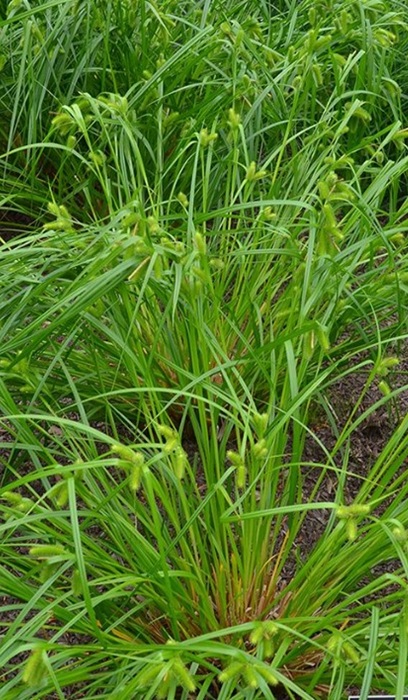 CAREX COM BOTTLEBRUSHSED3.5"/18T
