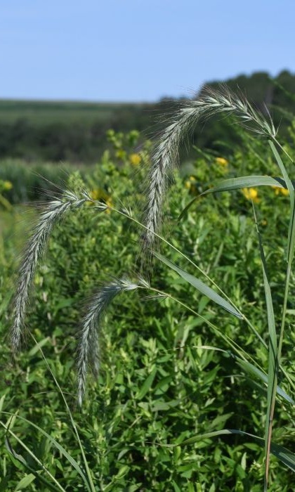 ELYMUS VIRGINIA WILD RYE3.5"/18T