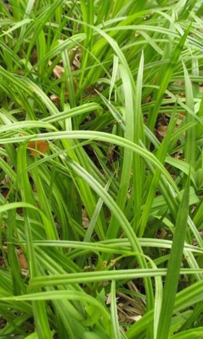 SCIRPUS ATROVIRENS 3.5"/18T