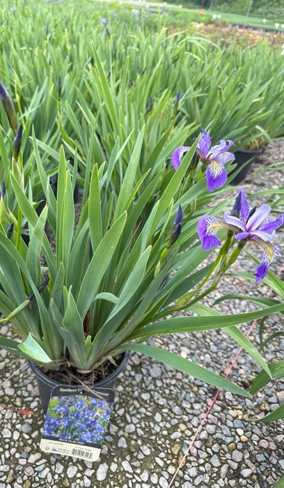 IRIS VER BLUE FLAG IRIS 3.5"/18T