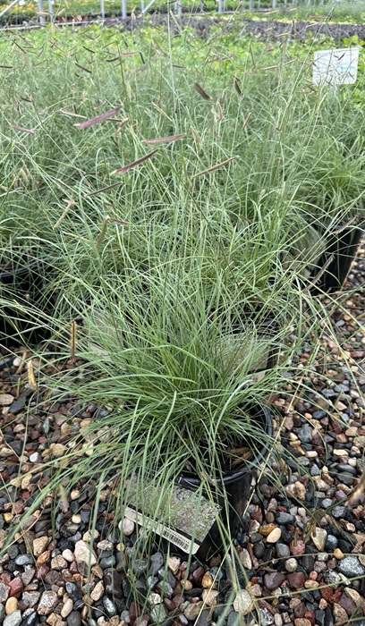 BOUTE GRA BLUE GRAMA #1