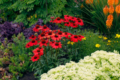 ECHINACEA KISMET RED #1