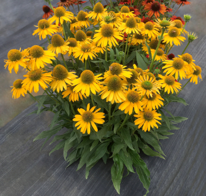 ECHINACEA KISMET YELLOW #1