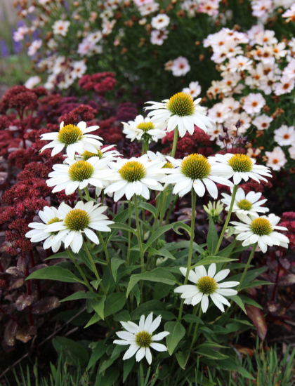 ECHINACEA KISMET WHITE #1
