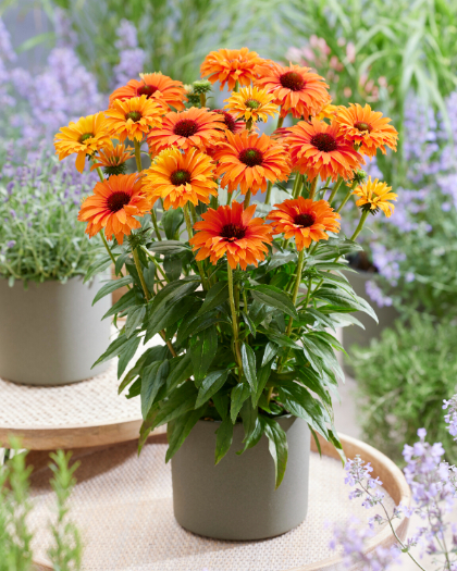 ECHINA SUNSEEKERS MINEOLA #1