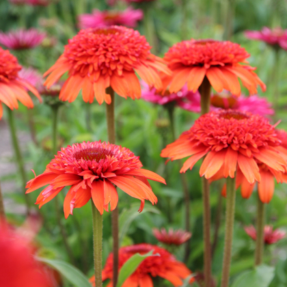 ECHINACEA PUR MOAB SUNSET #1