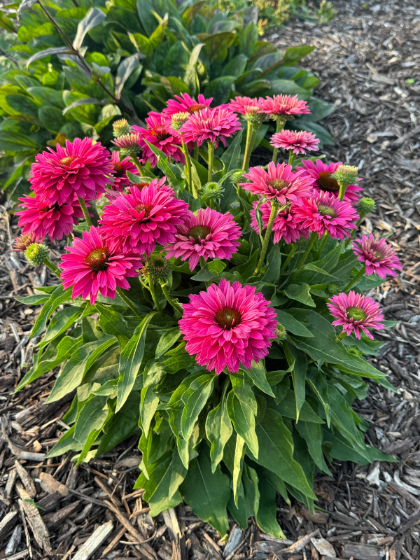 ECHINA SUNSEEKERS SWT FUSCHIA #1