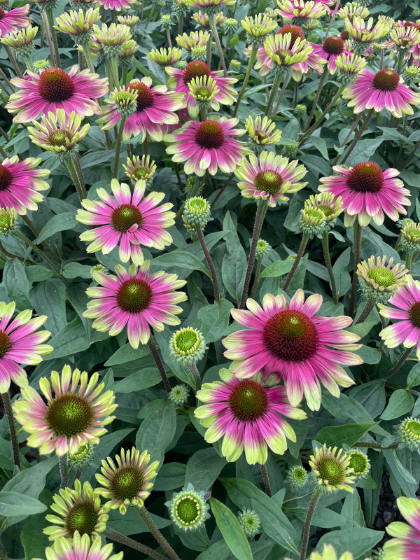 ECHINACEA X SWEET SANDIA #1
