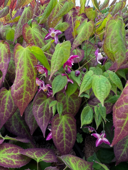 EPIMEDIUM X RUBRUM #1