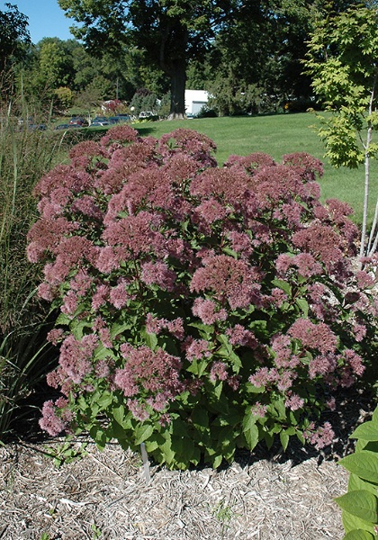 EUPATORIUM DUB LITTLE JOE #1
