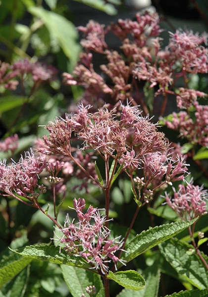 EUPATORIUM DUB PHANTOM #1/7"