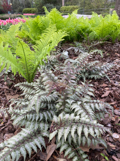 FERN ATHYR JAP PAINTED #1