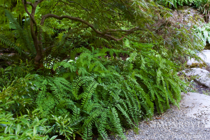 FERN ADIAN MAIDENHAIR #1