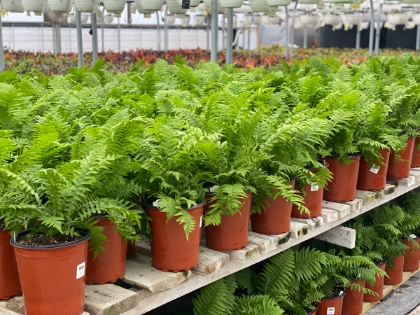 FERN MATTE OSTRICH #1