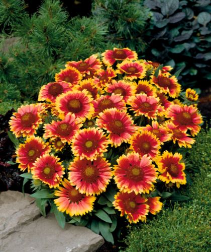 GAILLARDIA GRA ARIZONA SUN #1