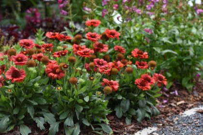 GAILLARDIA ARI SPINTOP RED #1