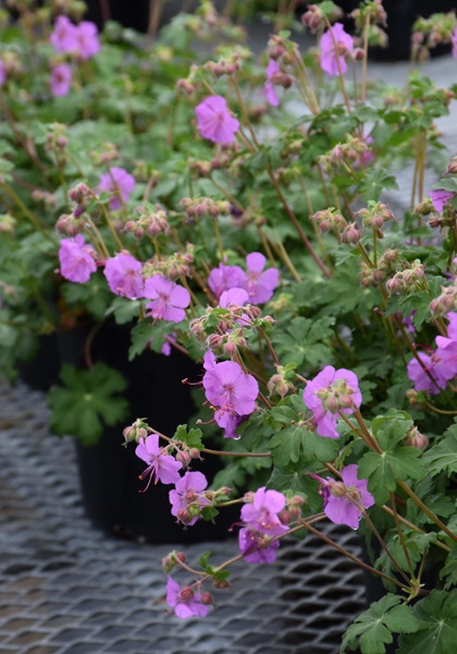 GERAN CAN KARMINA #1