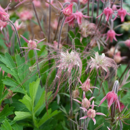 GEUM TRI PRAIRIE SMOKE #1